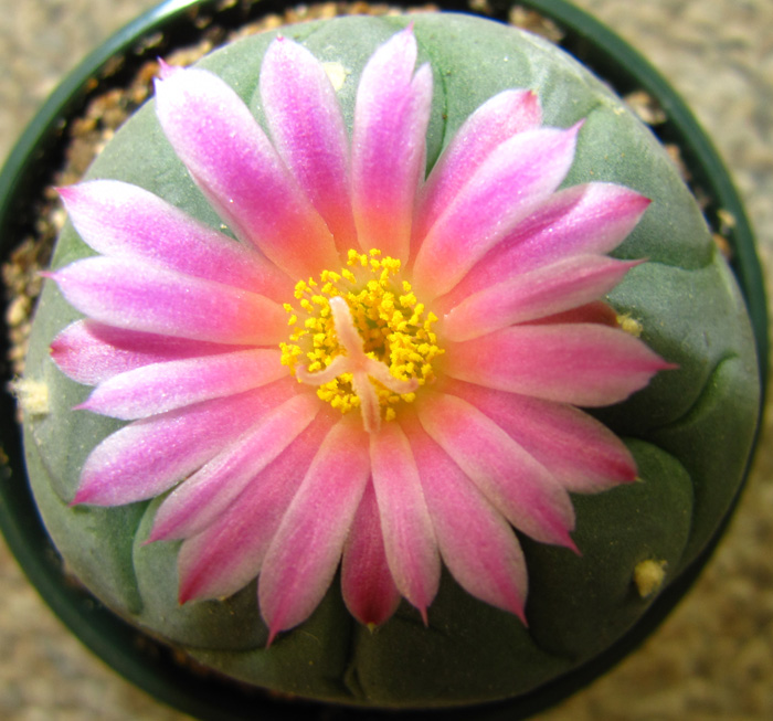 Lophophora Diffusa var. fricii El Amparo